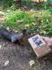 Подарочный набор мармелада «Три медведя» 3 шт